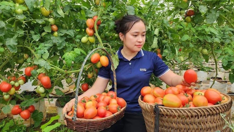 Lý Thị Ca Việt Nam